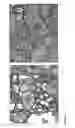 Fig. 23 - Bioactive renal cells
