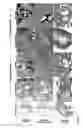 Fig. 26 - Bioactive renal cells