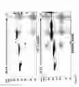 Fig. 33 - Bioactive renal cells
