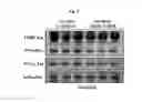 Fig. 03 - TREATING DISEASES ASSOCIATED WITH PGC1-ALPHA BY MODULATING MICRORNAS MIR-130A AND MIR-130B