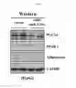 Fig. 04 - TREATING DISEASES ASSOCIATED WITH PGC1-ALPHA BY MODULATING MICRORNAS MIR-130A AND MIR-130B