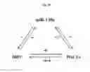 Fig. 20 - TREATING DISEASES ASSOCIATED WITH PGC1-ALPHA BY MODULATING MICRORNAS MIR-130A AND MIR-130B