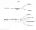Fig. 23 - TREATING DISEASES ASSOCIATED WITH PGC1-ALPHA BY MODULATING MICRORNAS MIR-130A AND MIR-130B