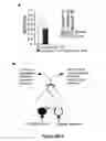 Fig. 22 - Compositions and methods for modulating neuronal excitability and motor behavior