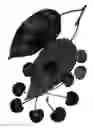 Fig. 02 - Cherry tree named 'Royal Letty'