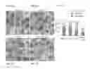 Fig. 09 - Methods and compositions for preserving photoreceptor and retinal pigment epithelial cells