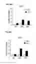 Fig. 33 - Methods and compositions for preserving photoreceptor and retinal pigment epithelial cells