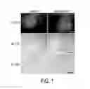 Fig. 02 - THERAPEUTIC COMPOUNDS