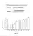 Fig. 04 - THERAPEUTIC COMPOUNDS
