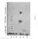 Fig. 08 - SYSTEM AND METHOD FOR HIGH THROUGHPUT MASS SPECTROMETRIC ANALYSIS OF PROTEOME SAMPLES