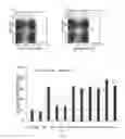 Fig. 08 - Allograft tolerance induction