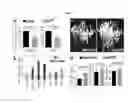 Fig. 09 - Reprogramming bone endothelial cells for use in bone angiogenesis and osteogenesis