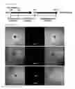 Fig. 02 - Method for differentiating pluripotent stem cell induced from mesenchymal stem cell into chondrocyte