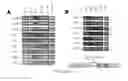 Fig. 06 - REPROGRAMMING T CELLS AND HEMATOPOIETIC CELLS