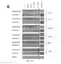 Fig. 07 - REPROGRAMMING T CELLS AND HEMATOPOIETIC CELLS