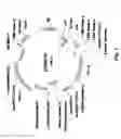Fig. 02 - EXCISION OF TRANSGENES IN GENETICALLY MODIFIED ORGANISMS