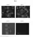 Fig. 03 - METHODS FOR WHOLE-CELL ANALYSIS OF GRAM-POSITIVE BACTERIA