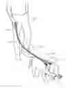 Fig. 01 - Pet leash