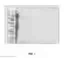Fig. 02 - HYDROLYSATE OF ANIMAL PROTEIN, MANUFACTURING METHOD THEREOF AND USE THEREOF
