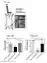 Fig. 06 - Biocompatible polymeric system for targeted treatment of thrombotic and hemostatic disorders