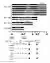 Fig. 26 - MICROBIOME RESPONSE TO AGENTS