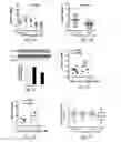 Fig. 02 - METHODS FOR TREATING LUNG DISEASE