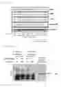 Fig. 07 - COMPOSITION FOR PREVENTING OR TREATING SEPSIS OR SEPTIC SHOCK COMPRISING ADK PROTEIN AS ACTIVE INGREDIENT