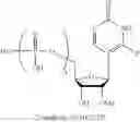 Fig. 197 - POLYNUCLEOTIDE MOLECULES AND USES THEREOF