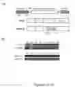 Fig. 02 - MIC-BINDING ANTIBODIES AND METHODS OF USE THEREOF