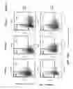 Fig. 12 - Isolation of adult multipotential cells by tissue non-specific alkaline phosphatase