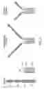 Fig. 02 - HIGH-AFFINITY BINDING TO GAS6