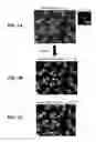 Fig. 10 - Correcting for aberrations in incoherent imaging systems using fourier ptychographic techniques