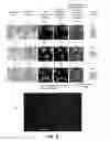 Fig. 11 - Correcting for aberrations in incoherent imaging systems using fourier ptychographic techniques
