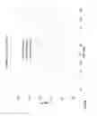 Fig. 16 - Explicit feedback format within single user, multiple user, multiple access, and/or MIMO wireless communications
