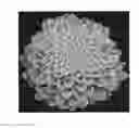 Fig. 01 - Aeonium plant named `Emerald Ice'