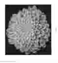 Fig. 02 - Aeonium plant named `Emerald Ice'