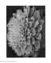 Fig. 03 - Aeonium plant named `Emerald Ice'