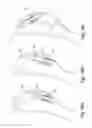 Fig. 08 - TISSUE-ACQUISITION AND FASTENING DEVICES AND METHODS