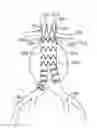 Fig. 01 - Abdominal aortic aneurysms: systems and methods of use