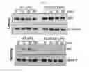 Fig. 22 - Composition for preventing or treating bacterial infectious disease comprising phospholipase D2 inhibitor