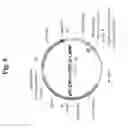Fig. 06 - Nucleic acids for treatment of allergies