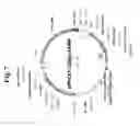Fig. 09 - Nucleic acids for treatment of allergies