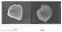 Fig. 08 - Abrasive particles having a unique morphology
