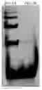 Fig. 06 - Polypeptide composition and culture method for pluripotent stem cell using same