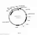 Fig. 08 - VARIANTS OF CELLOBIOHYDROLASES