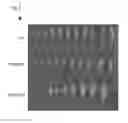 Fig. 09 - MANIPULATION OF PLASMODESMAL CONNECTIVITY TO IMPROVE PLANT YIELD AND FITNESS