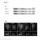 Fig. 19 - MANIPULATION OF PLASMODESMAL CONNECTIVITY TO IMPROVE PLANT YIELD AND FITNESS