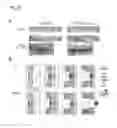 Fig. 27 - MANIPULATION OF PLASMODESMAL CONNECTIVITY TO IMPROVE PLANT YIELD AND FITNESS