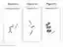 Fig. 02 - In situ hybridization detection method