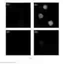 Fig. 05 - Fluorescent chemical sensor for biological amines